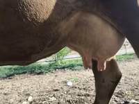 Vaca, Raza Alatau — foto 1