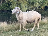 मेढ़ा, Karakul sheep — फ़ोटो 4