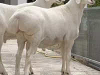 Ram, Rhon sheep — photo 3