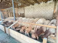 Widder, Rhon sheep — Foto 3