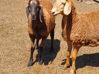 نعجة, Arashan sheep — الصورة 5