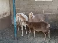 نعجة, Arashan sheep — الصورة 3