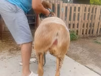 Oveja, Arashan sheep — foto 1