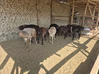 Carnero, Arashan sheep — foto 8
