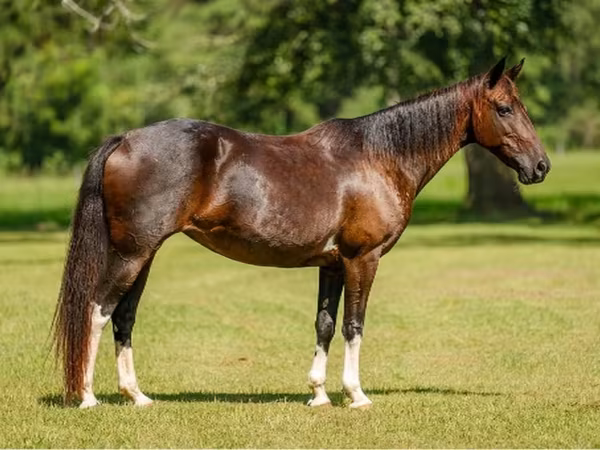 घोड़ी, American paint horse