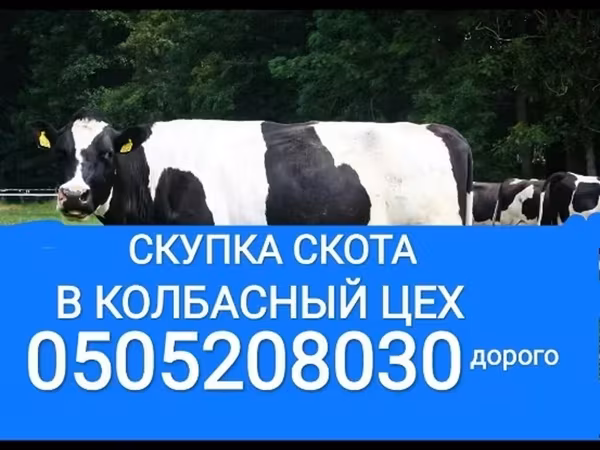 Бык, Голштинская порода — Кыргызстан