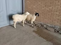 Ziegenbock, Ziegen — Foto 4