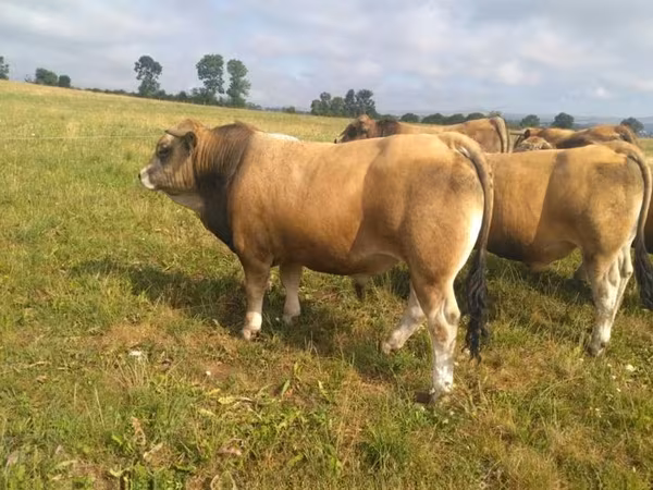 सांड, Aubrac cattle