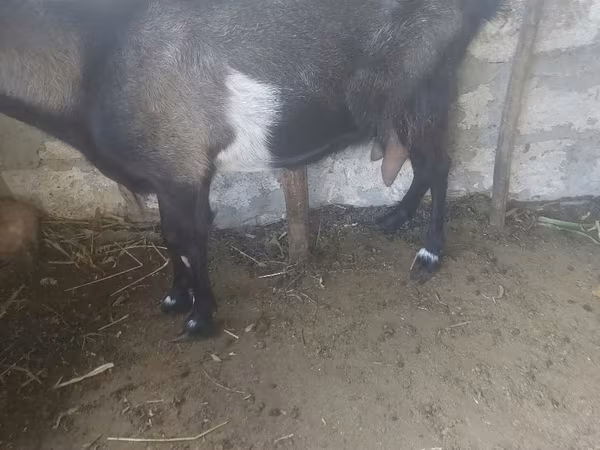 Коза, Козлы