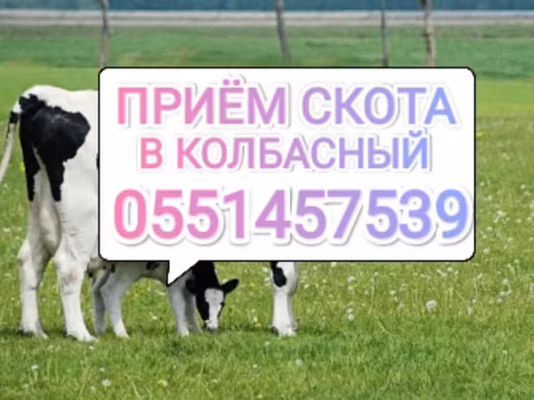 Бык, Коровы
