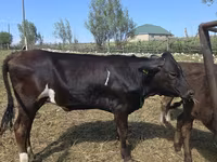Kuh, Swiss cattle — Foto 4