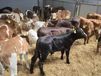 Toro, Ganado vacuno — foto 1