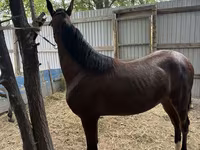 Caballo, Anglo-Arabian — foto 3