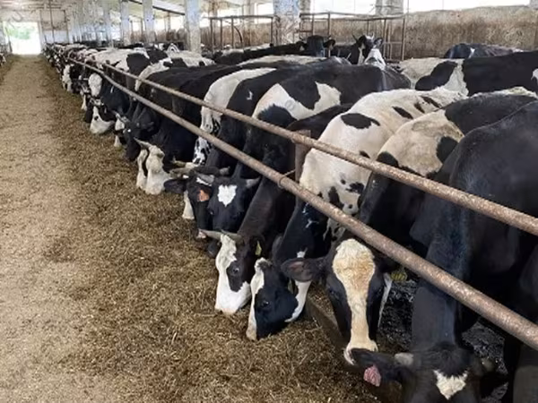 Vaca, Yaroslavl cattle