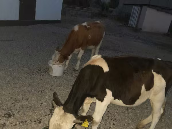 Bulle, Swiss cattle
