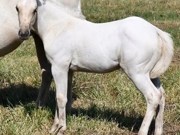 Stute, Quarter Horse