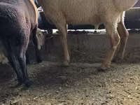 Schaf, Arashan sheep — Foto 3