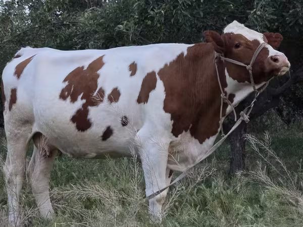 Kuh, Simmental cattle