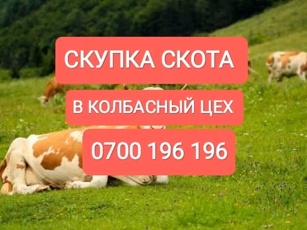 Бык, Коровы