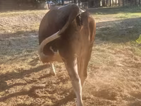 Vaca, Swiss cattle — foto 2