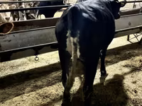 Kuh, Holstein-Rasse — Foto 6