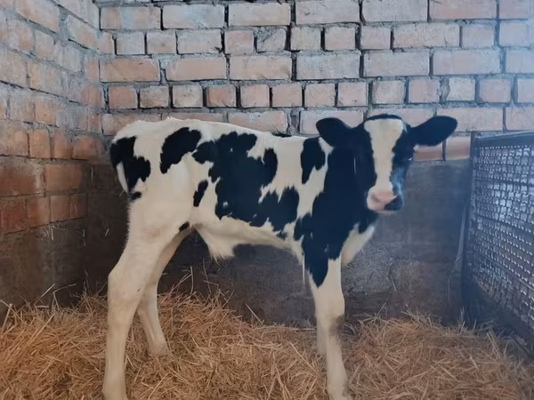 Bulle, Holstein-Rasse — Kirgisistan