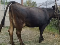 Vaca, Simmental cattle — foto 1