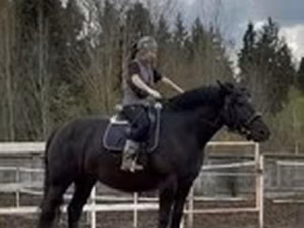 Stute, Percheron