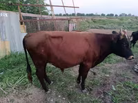 Toro, Ganado vacuno — foto 2