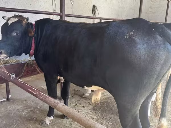 Toro, Raza Holstein
