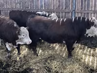 गाय, गोलस्टीन नस्ल — फ़ोटो 3