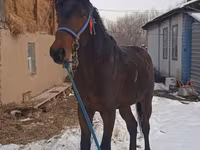 Caballo, Arabian horse — foto 2
