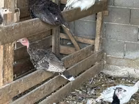 Turkeys — Foto 7