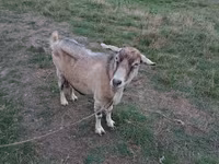 母山羊, Goats — 照片 1