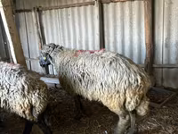 公羊, Sheep — 照片 4