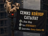 Баран, Рёнская овца — фото 1