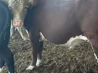 Bulle, Simmental cattle — Foto 2