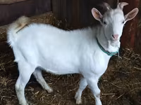 公山羊, Saanen goat — 照片 1