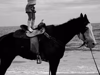 Yegua, American paint horse — foto 3