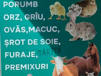 Nutrețuri și cereale,porumb uscat.ne aflăm la Edineț.posibel livrare. — 照片 1