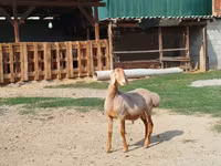 Carnero, Edilbay sheep — foto 6