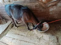 بقرة, Swiss cattle — الصورة 6