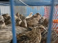 King Quail — foto 3