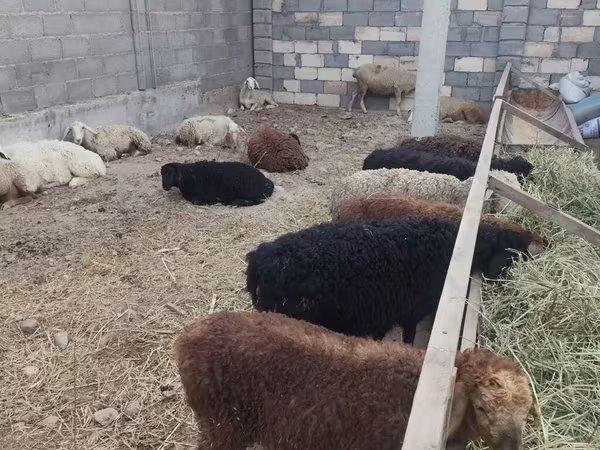 Овца, Бараны