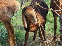 Oveja, Rhon sheep — foto 3