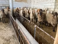 Oveja, Awassi sheep — foto 2