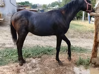 Horse (M), Horses — photo 3