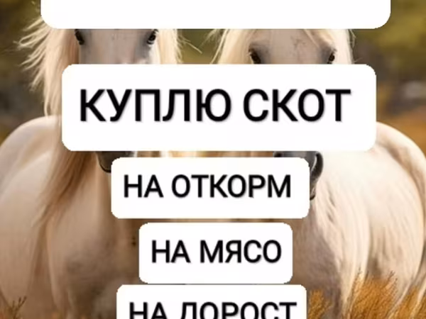 Конь, Лошади — Кыргызстан