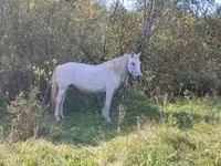 Stute, Pferde — Foto 1