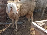 मेढ़ा, Assaf sheep — फ़ोटो 4